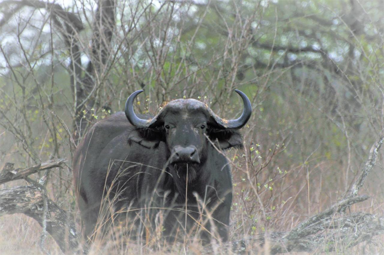 Hazyview Buffalo Game Lodge Екстериор снимка